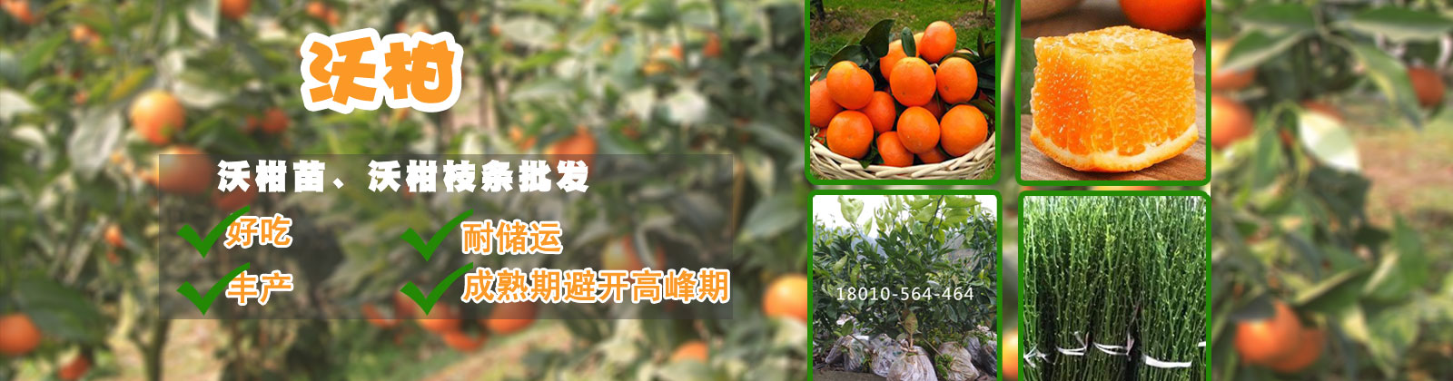车厘子苗