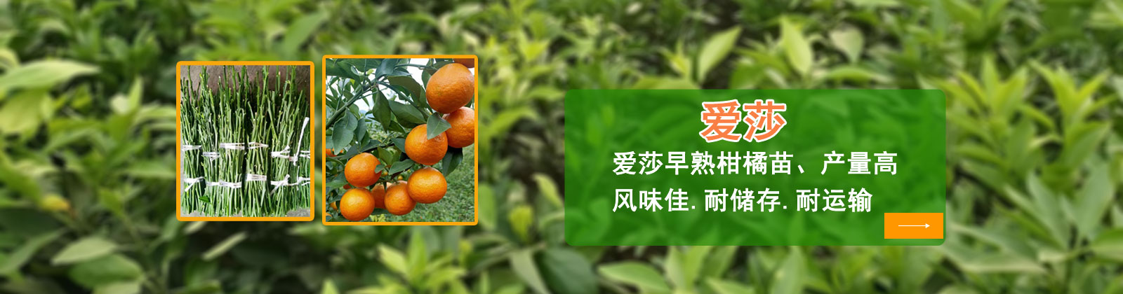 柑橘苗