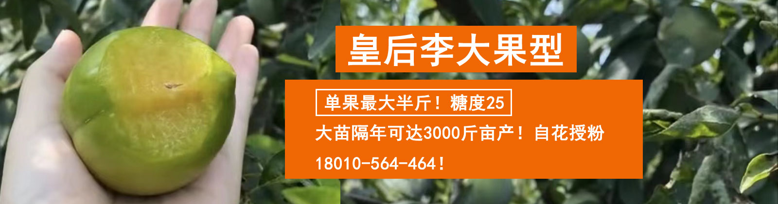 李子苗