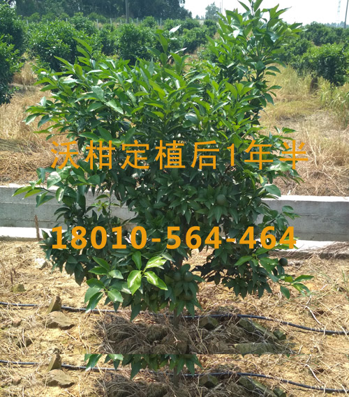 沃柑定植后一年半.jpg